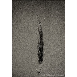 dailyPhoto13